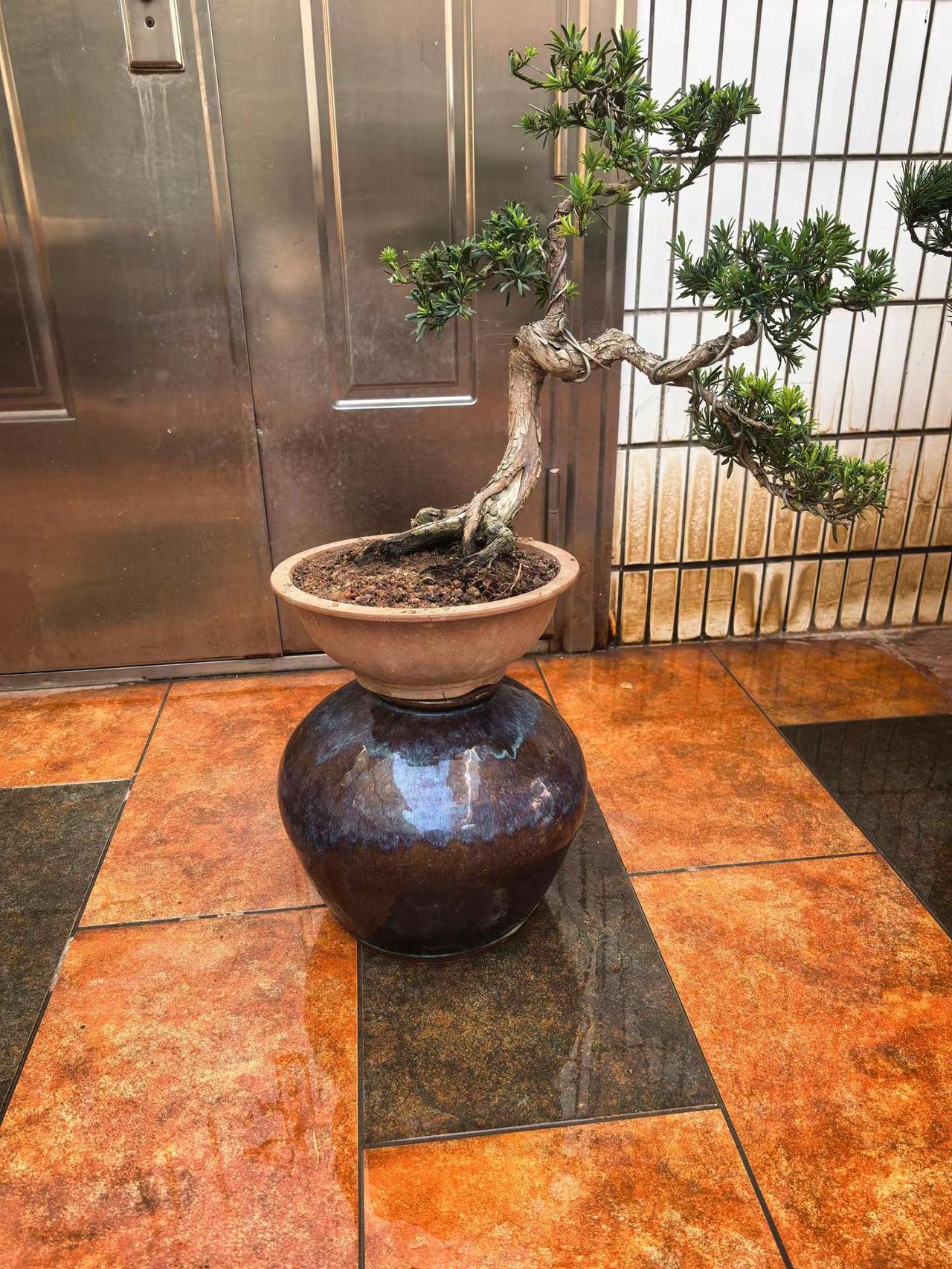 练练手，但愿能养活他😊🙏