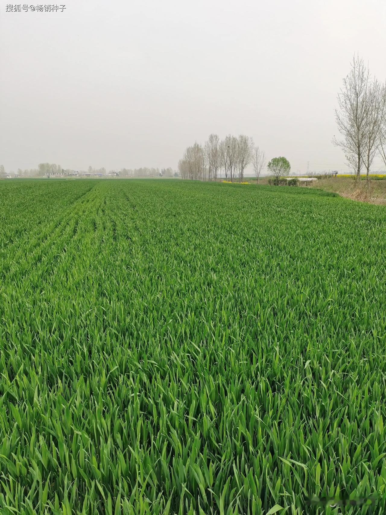 别忽视明天！三月初一这个“平安关口”，做好这几件事，福气自来




你知道吗？