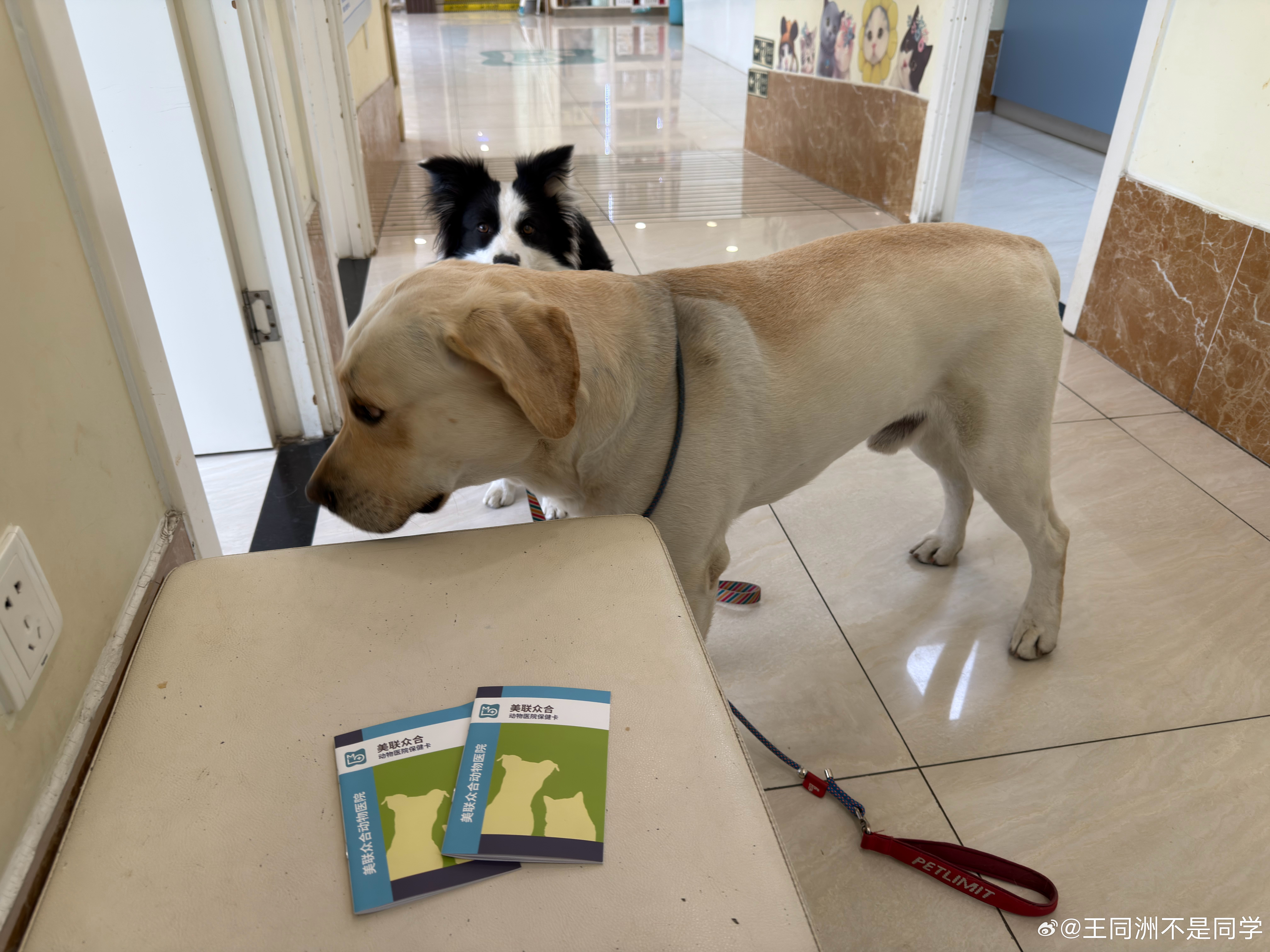 带小狗来打疫苗！出发之前做好准备！西藏！阿里！墨脱！小狗要去看一看！拉布拉多托斯