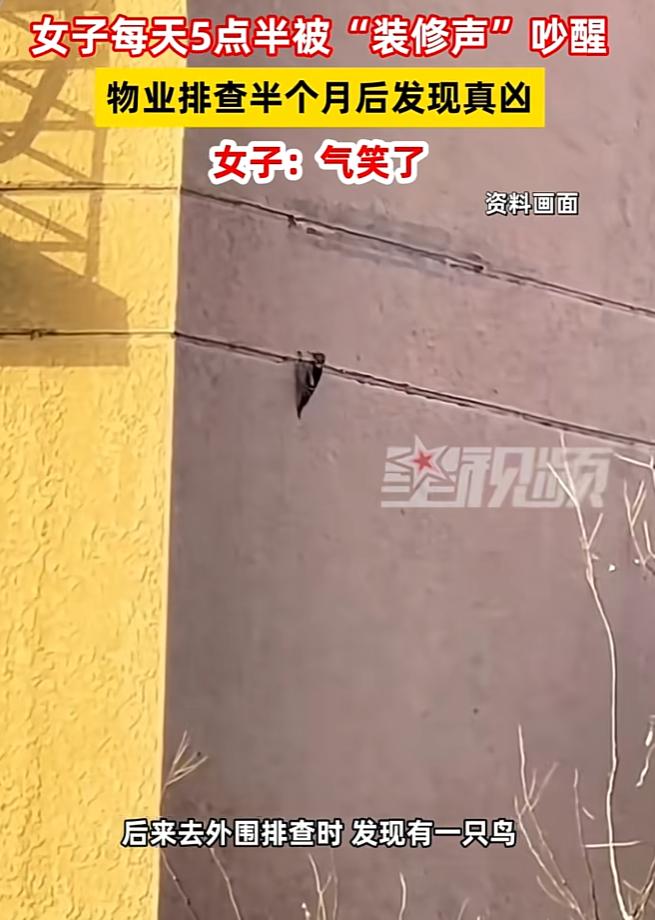 笑不活了！近日辽宁沈阳，女子每天早上5点半准时被一阵“咣咣咣”的声音吵醒，声音跟