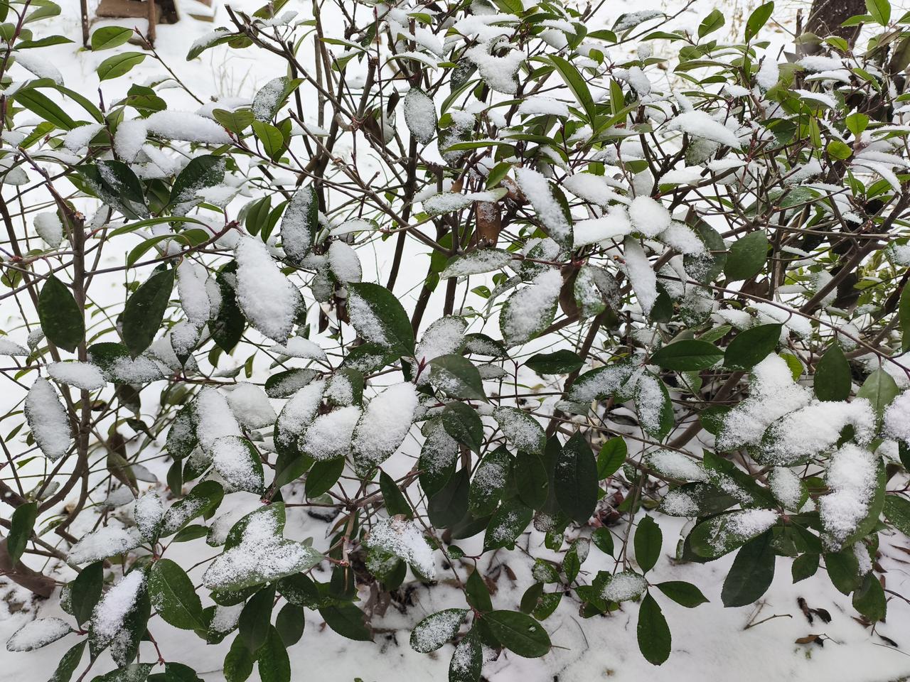 2025年的冬季初雪，
瑞雪兆丰年，
国泰民安，
祝福祖国！2025年雪