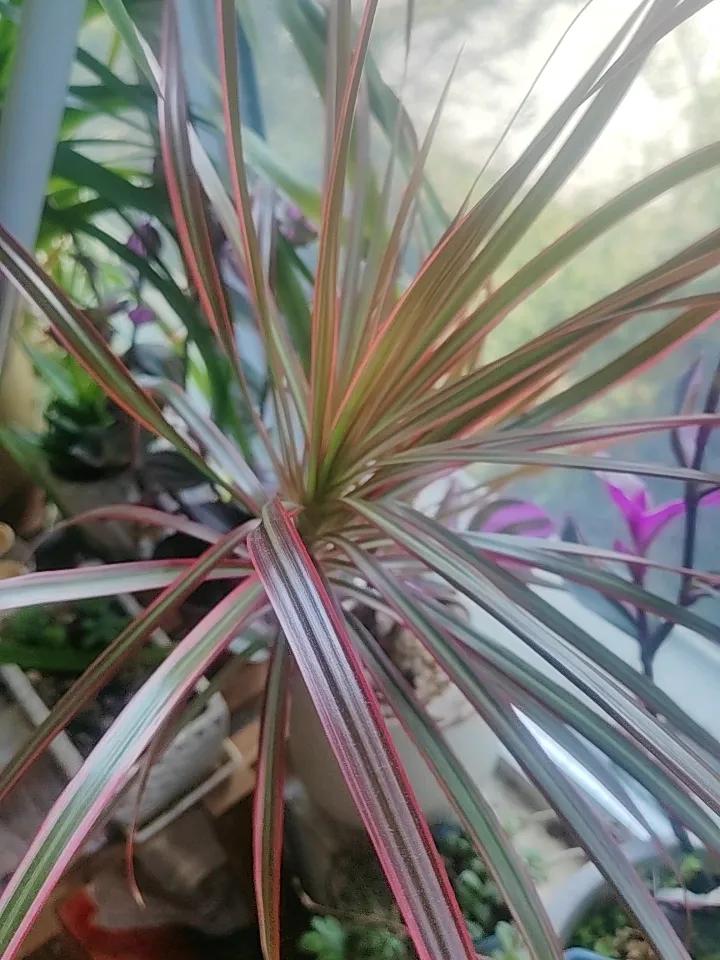 秋日生活打卡季今日分享一下绿植吧