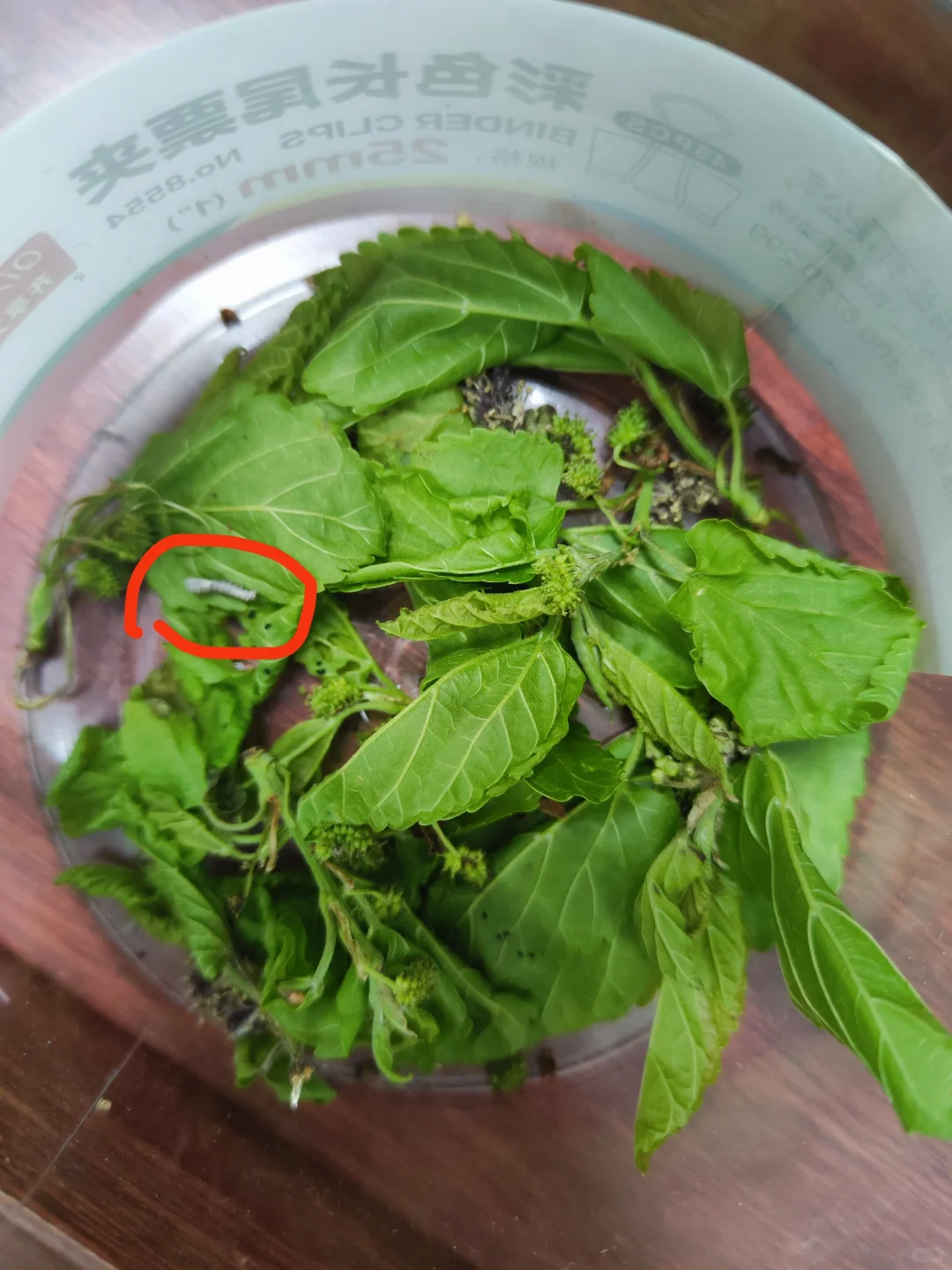 救命🆘，今年只有一个，就一个啊🆘