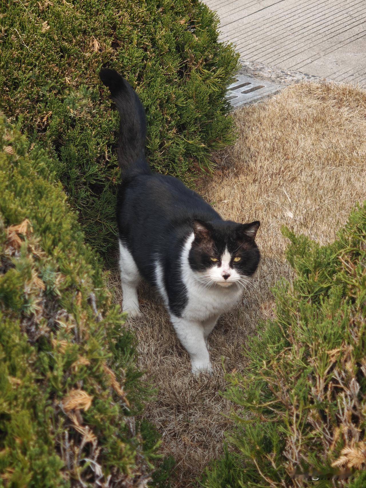 这只猫的眼神就是我今天看黄金白银的眼神……哪哪儿都不好，挂在树上已久却忘了落地的