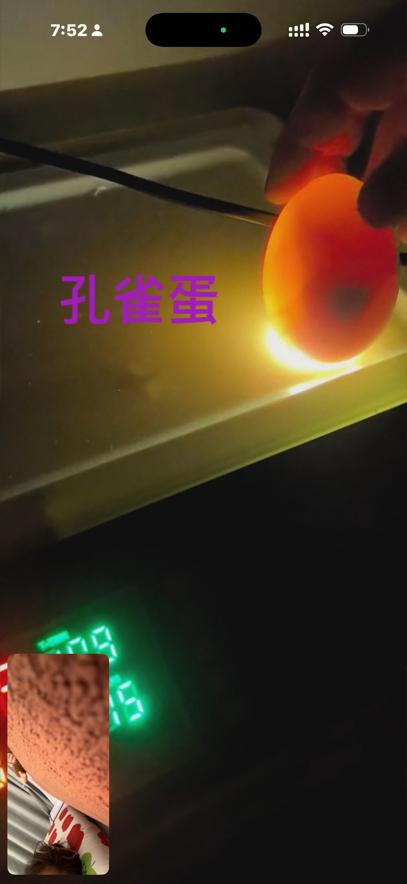 我爸妈在家当小鸡爸妈 都是自己亲手孵出来的。 