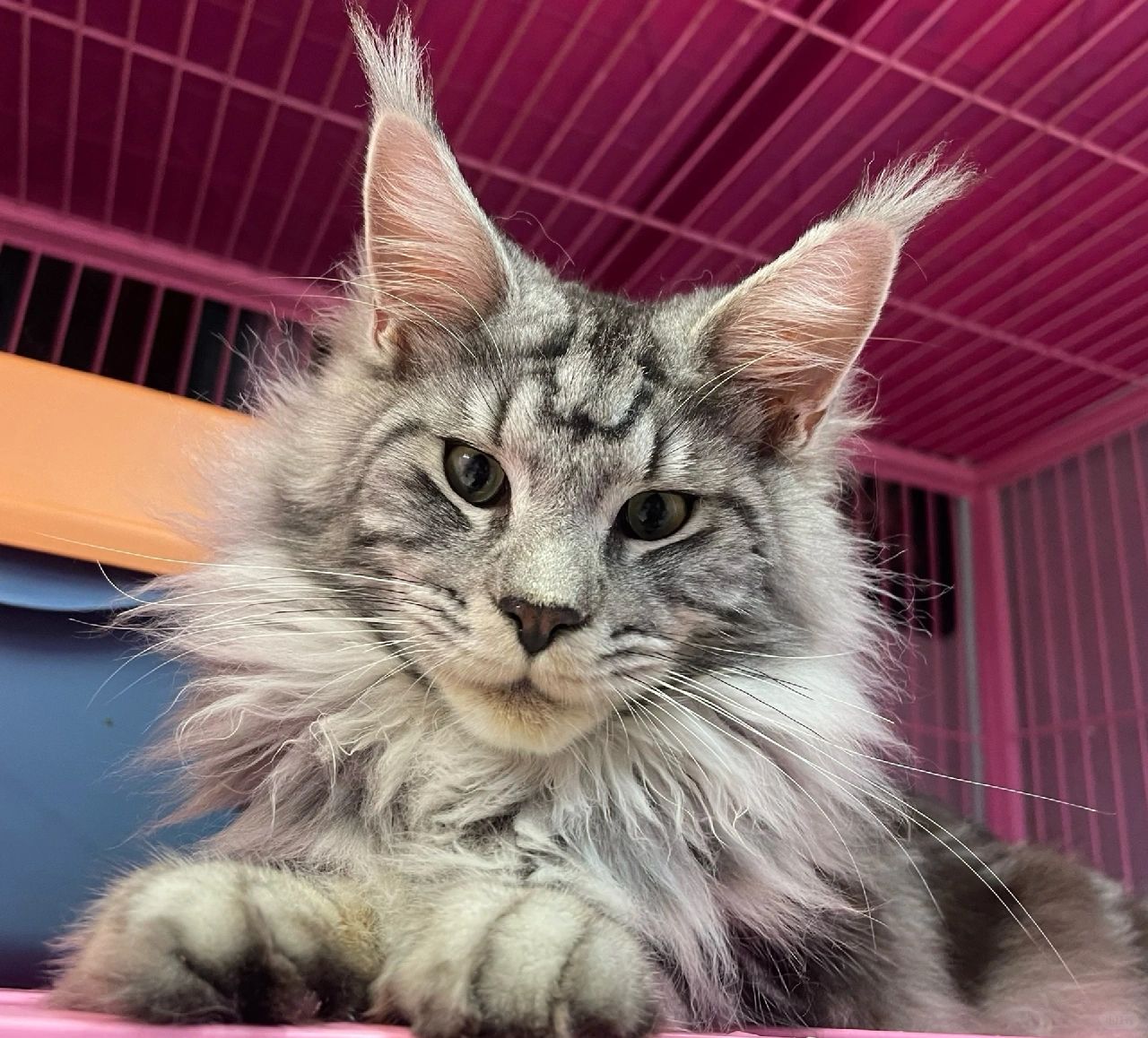 缅因｜银虎斑缅因弟弟 帅得有点离谱