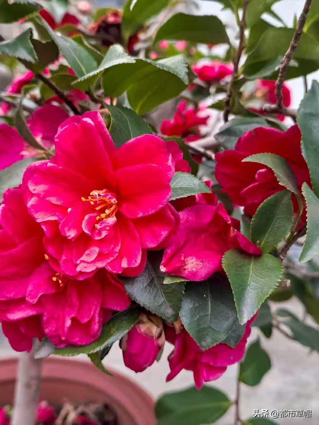 办公室一位女同事，50来岁。昨天下午本来是安排女同事们去围炉煮茶的，她上午上完课