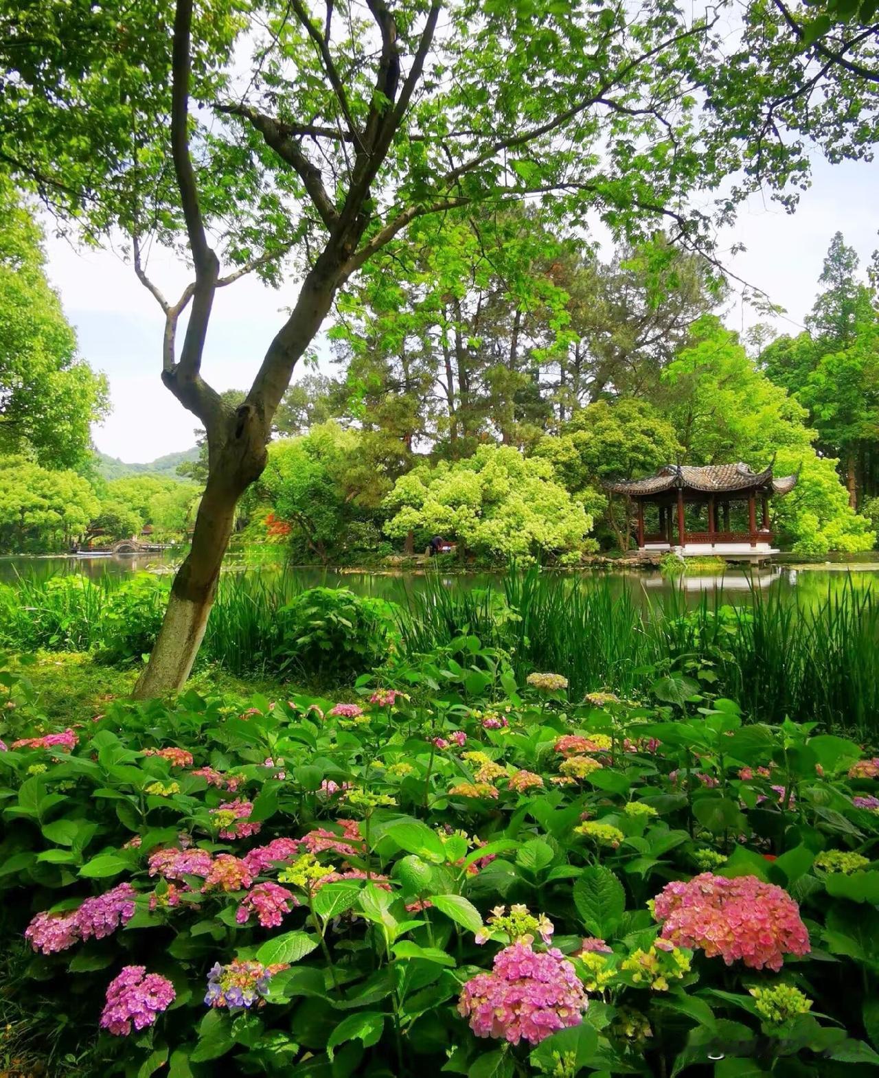 徒步杭州西湖北线景点，边走边拍西湖十景之一“曲院风荷”景区，景区内的绣球花在绿意
