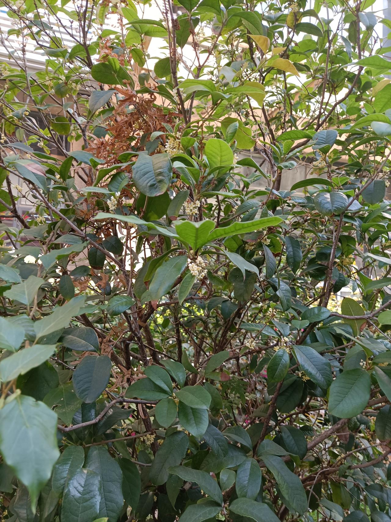 今日随手拍我们小区公园里的桂花树又开出了滿树的桂花，远远就闻到了扑鼻的香味，这桂