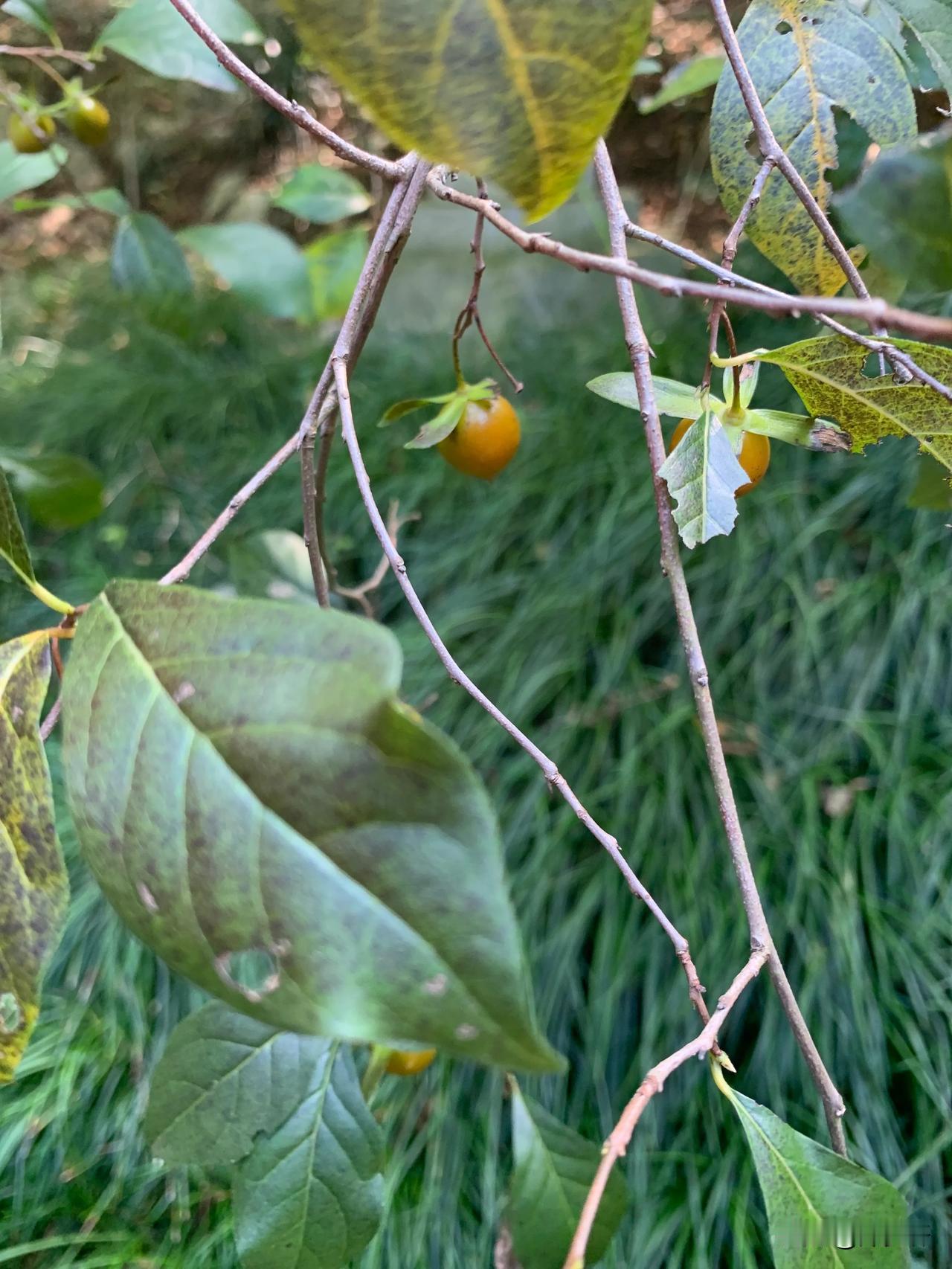这是山鸦柿
