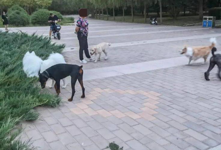 辽宁丹东，2名小伙在公园角落里遛狗没栓绳，一名大妈路过时，不愿意了，声称被2名小