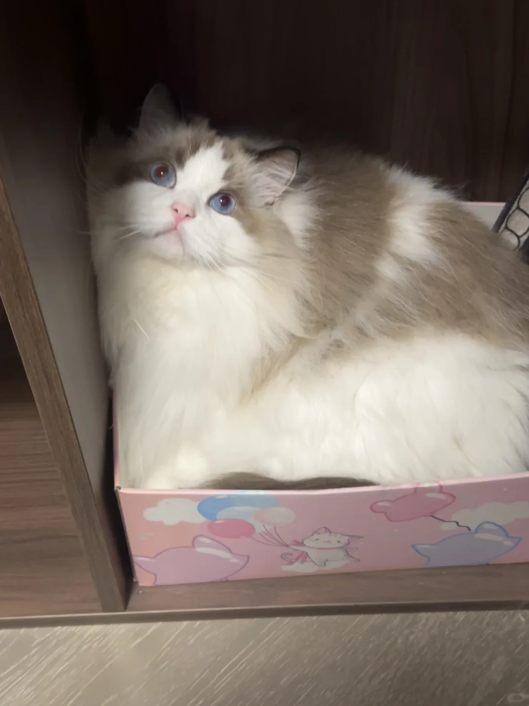 从一只小猫脸上看出了生气😡
