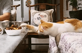 猫咪每天都要经受美食的诱惑，但这次失手了