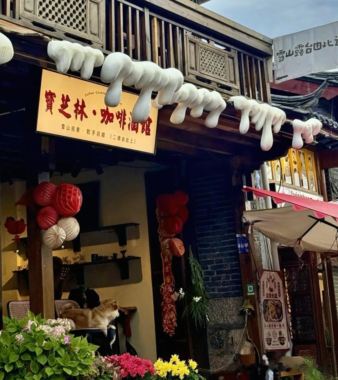 有宠物在的餐饮店这么多就干净不了吗？云南丽江白沙古镇的宝芝林咖啡酒馆被拍到店内宠