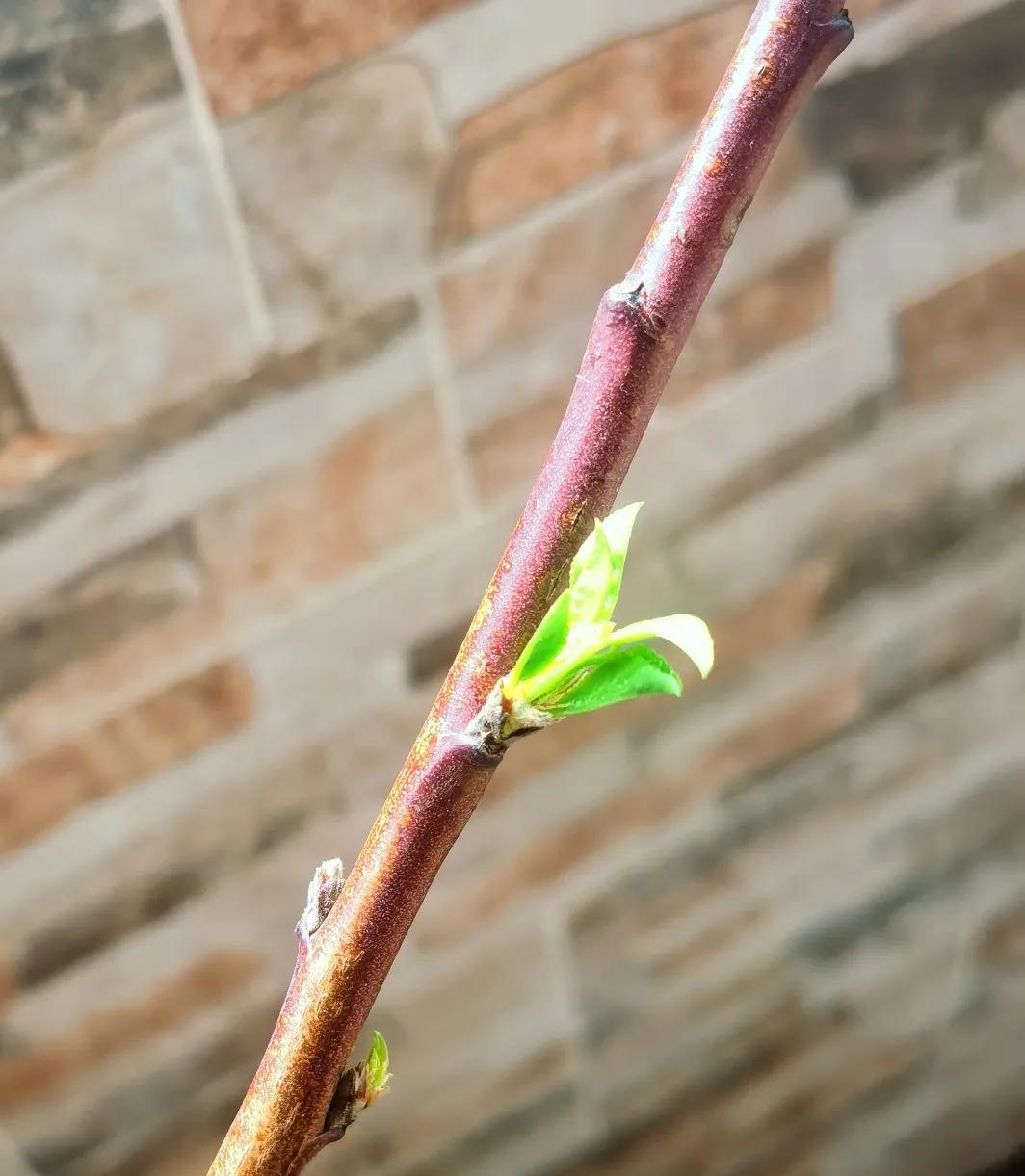不过春天看见绿叶就喜欢，发自内心的喜悦，相约在春季，春天就在眼前。