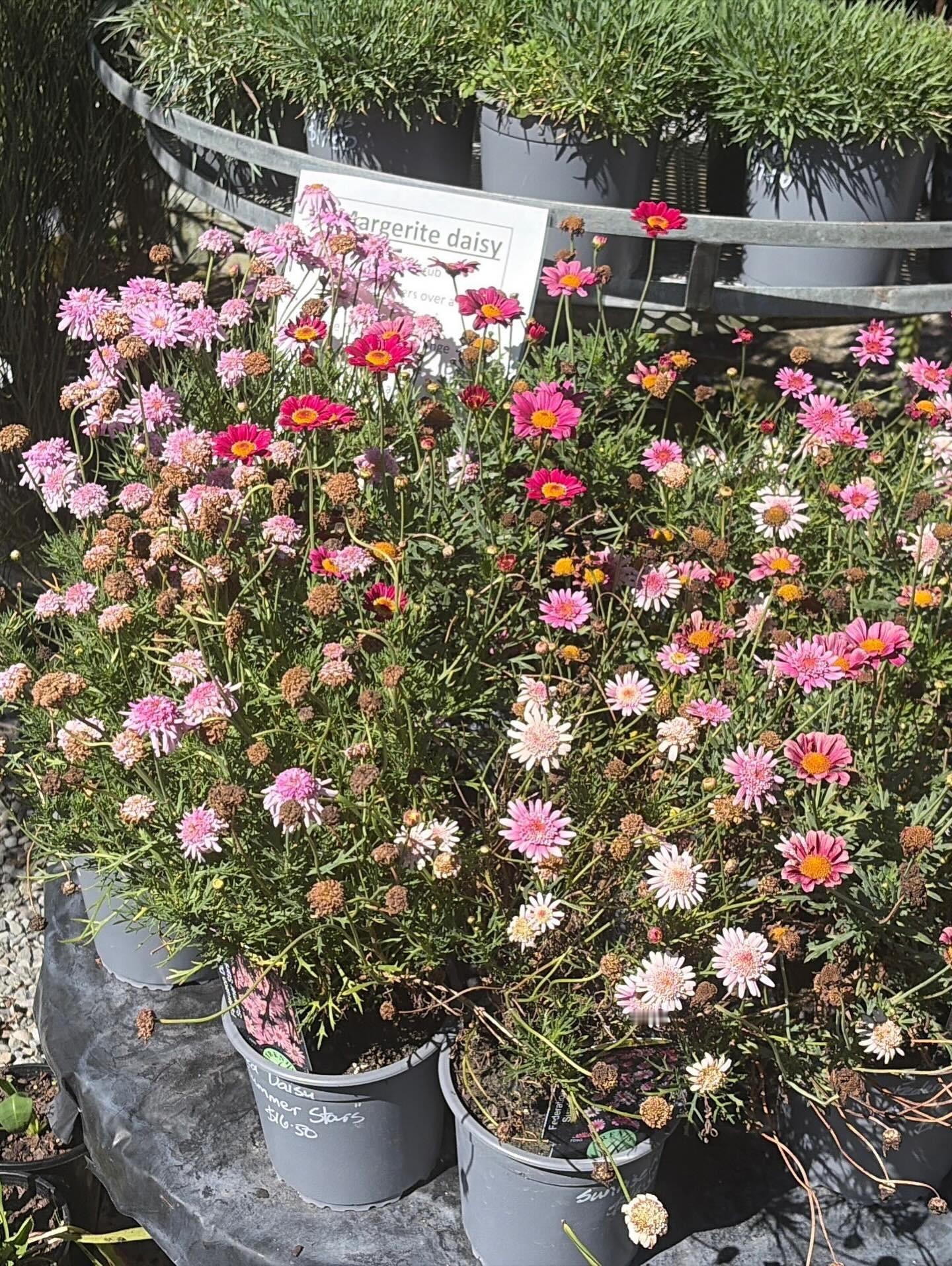 雪炫新西兰旅行 