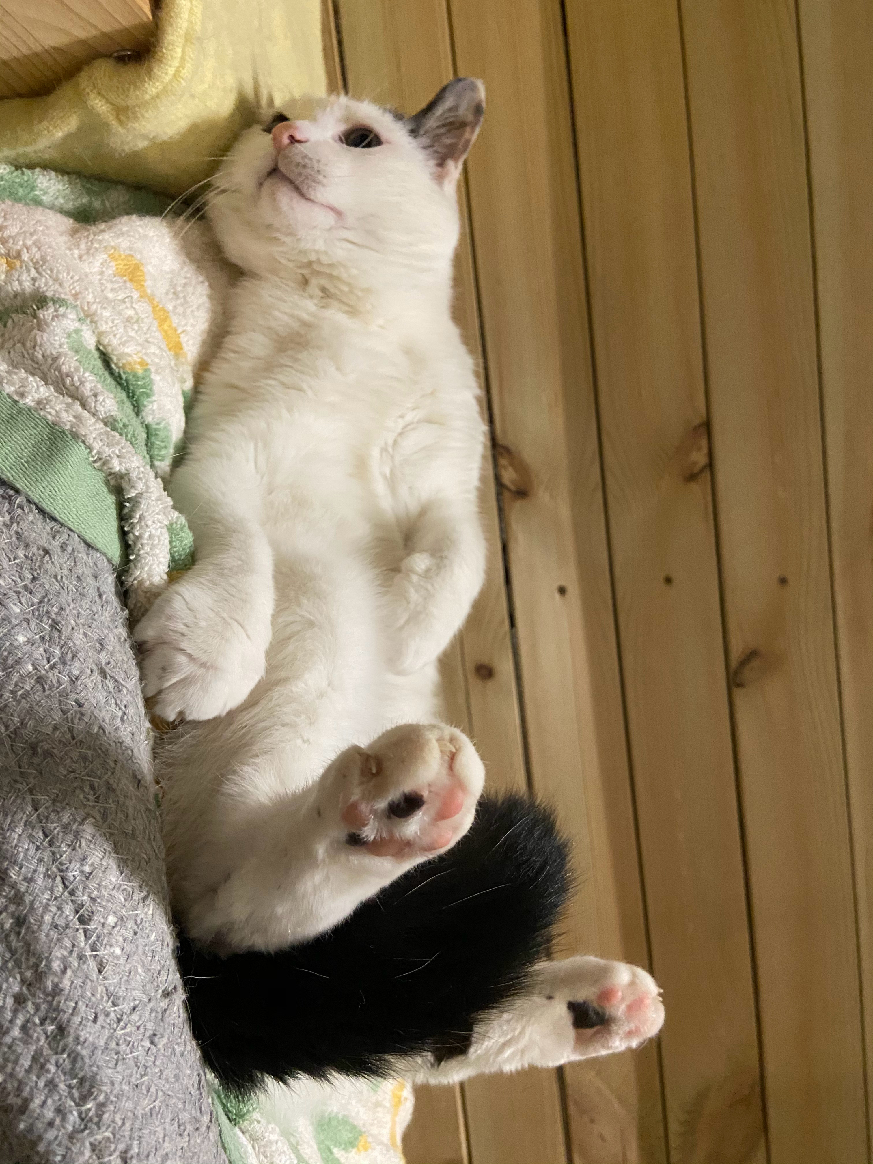 猫咪真的很治愈啊葡锅锅日常吸猫 ​​​