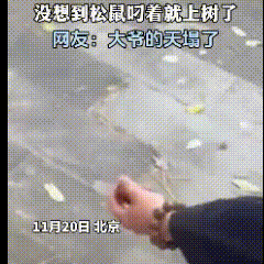 在北京，一位大爷将盘玩的核桃丢在地上，想逗逗正在觅食的小松鼠。没想到小松鼠立马跑