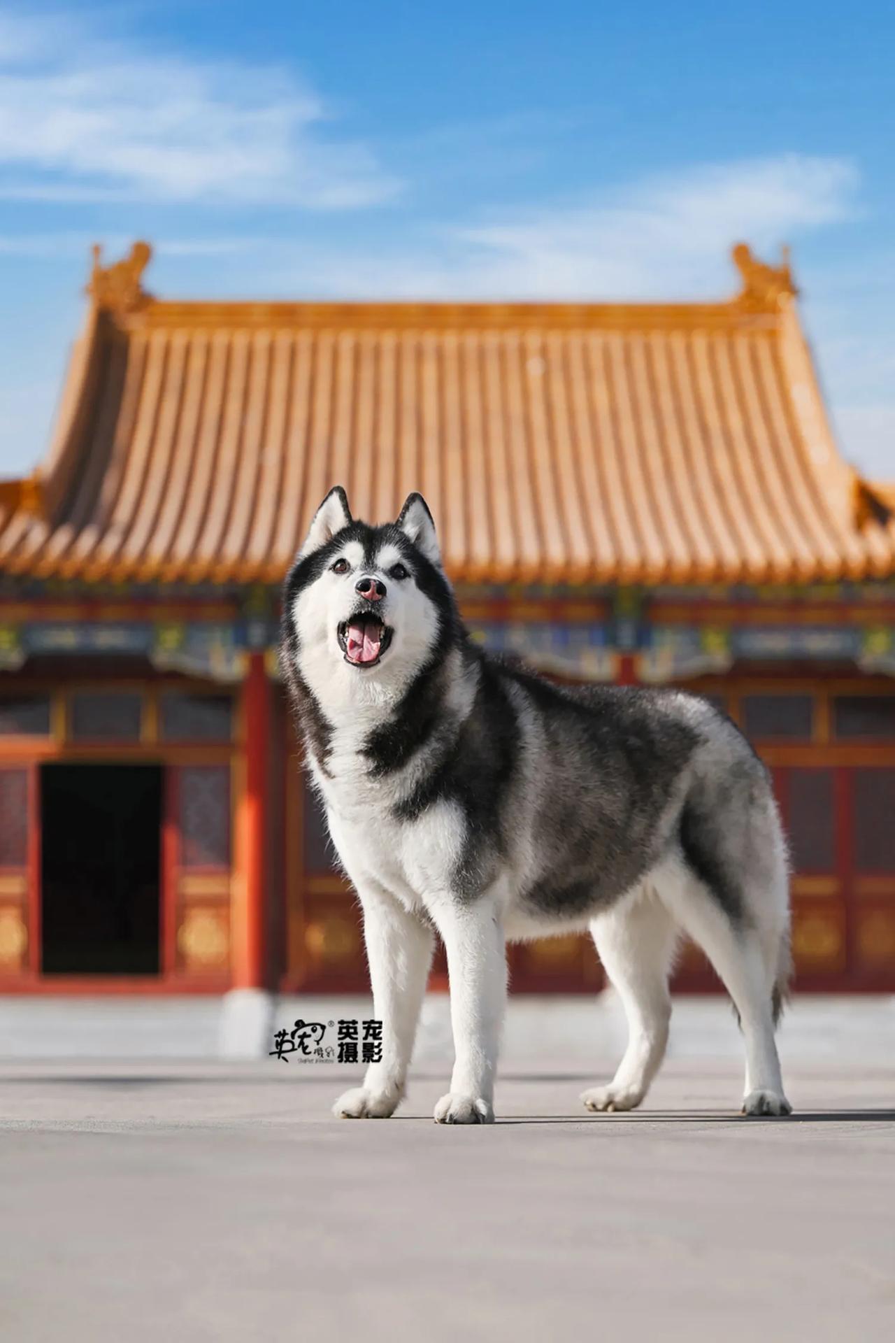 紫禁城要拆除了，快来拍吧
拆掉就没了!! 这周刚好是北京近期最凉快的一周，太合适