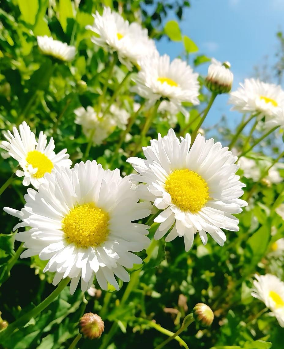 富一方百姓 湖北大冶金山店镇火石村，正用菊花书写着致富传奇。2月8日，产业园内花