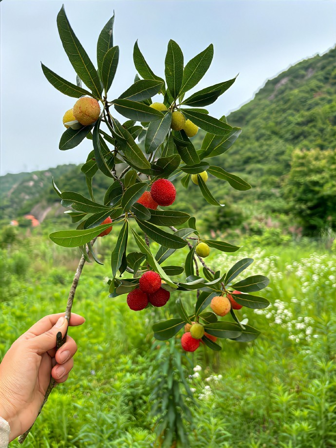 夏日的乡村，藏着平淡生活里的岁月静好。 ​ ​​​