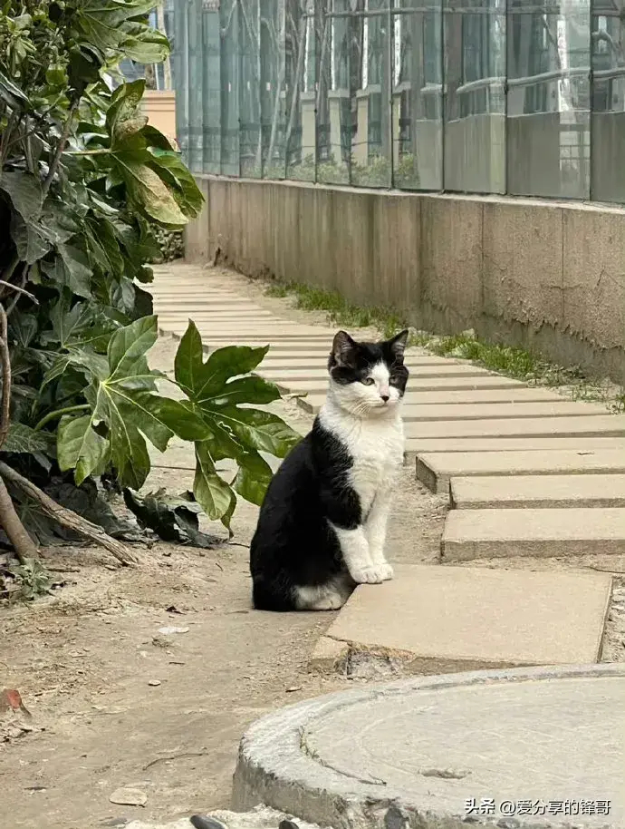 优雅，实在是太优雅了[笑哭][笑哭]