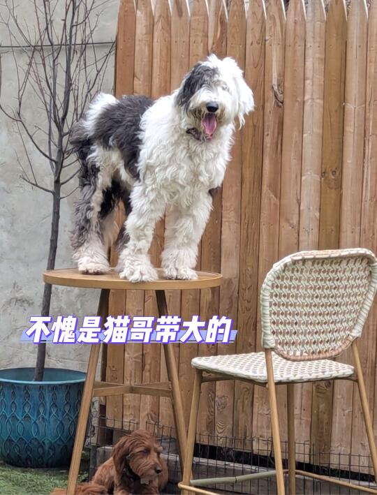 🐶幼儿园日托班日记