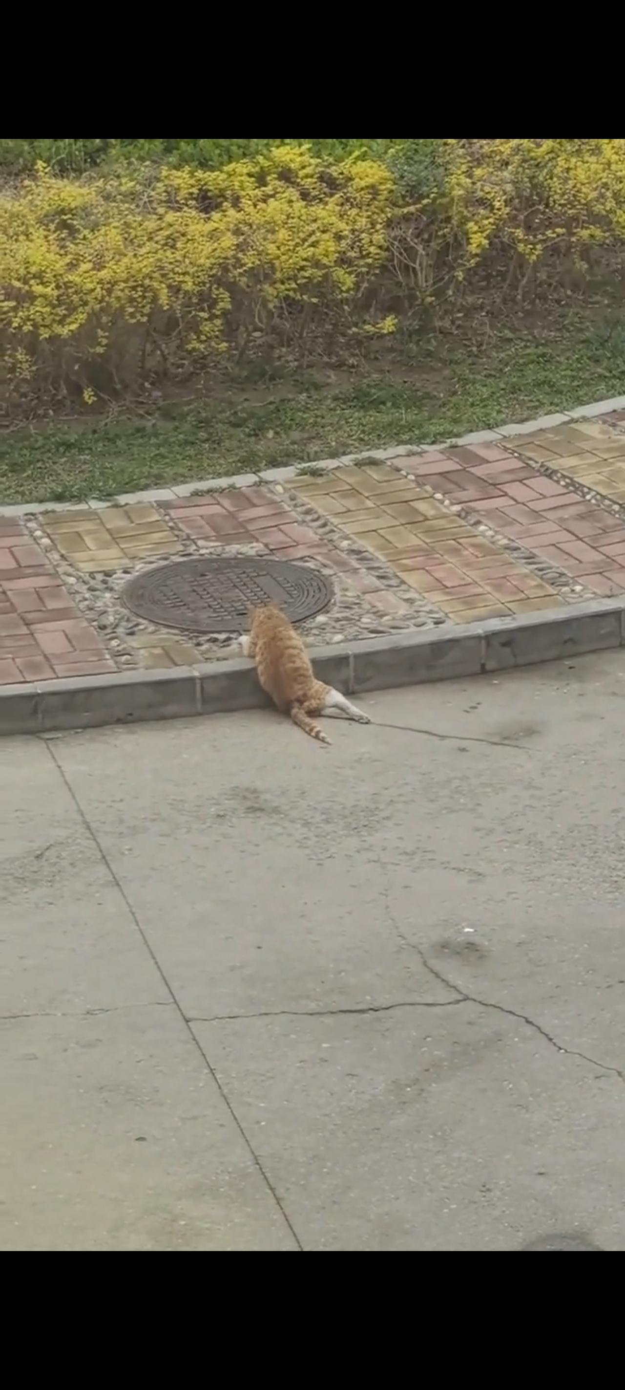 当这只被车辆碾断双腿的橘猫，想要奋力拼搏的往前方台阶上爬去的时候，由于腿部的原因