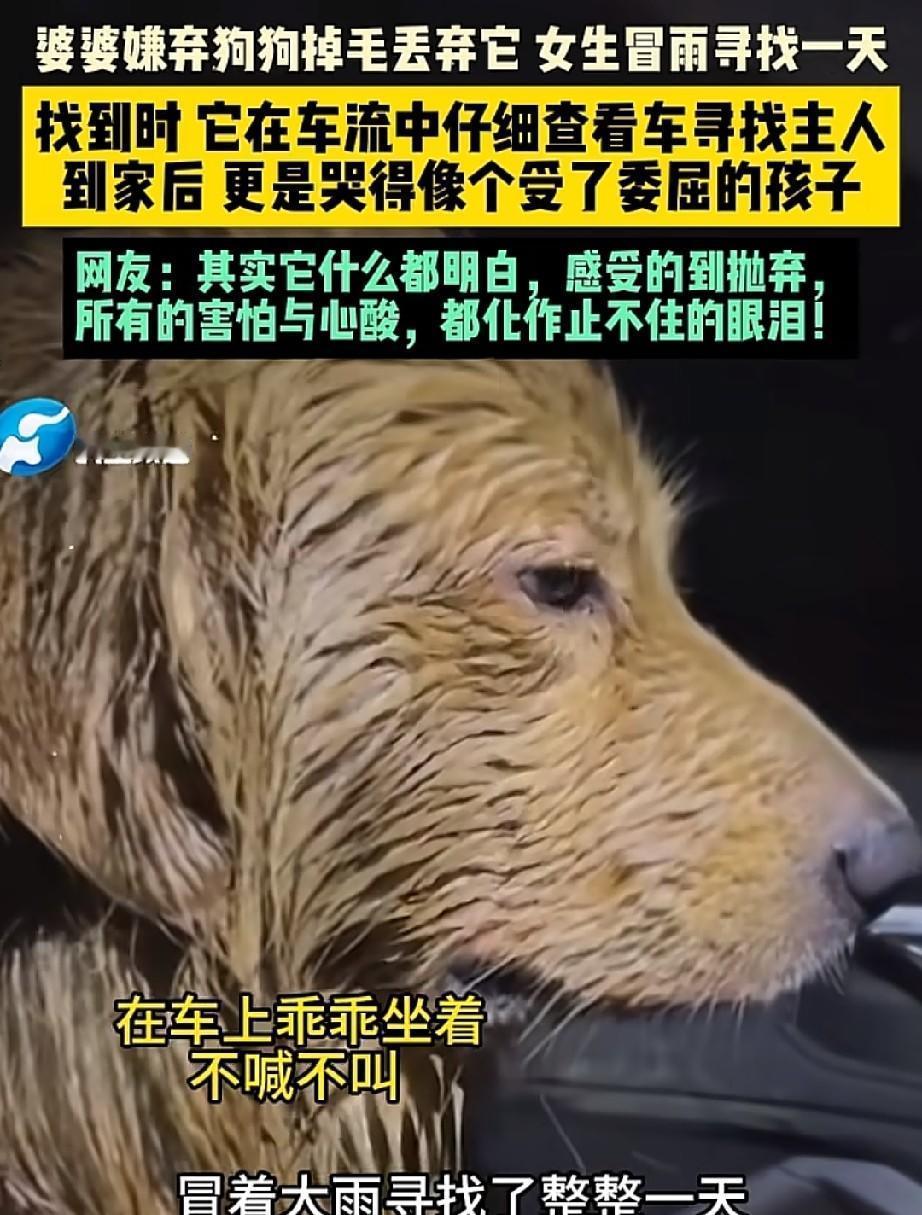 “太揪心了！”河南，一婆婆嫌弃女子养的狗掉毛竟将其偷偷扔掉。女子冒雨找了一天，终