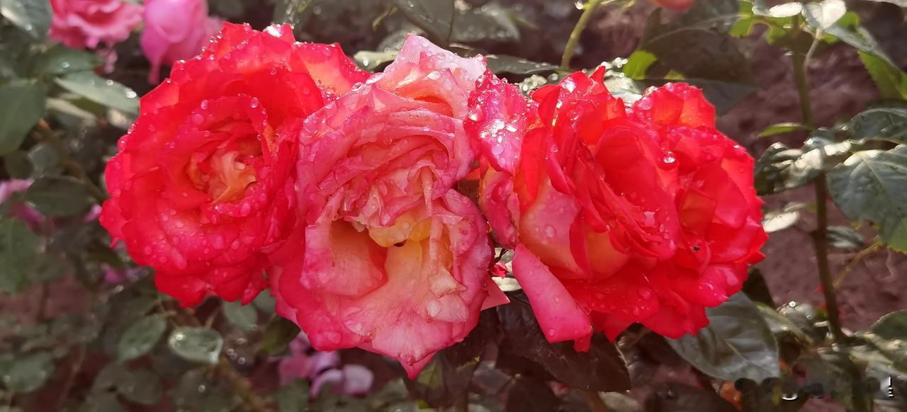 雨后美丽的月季花