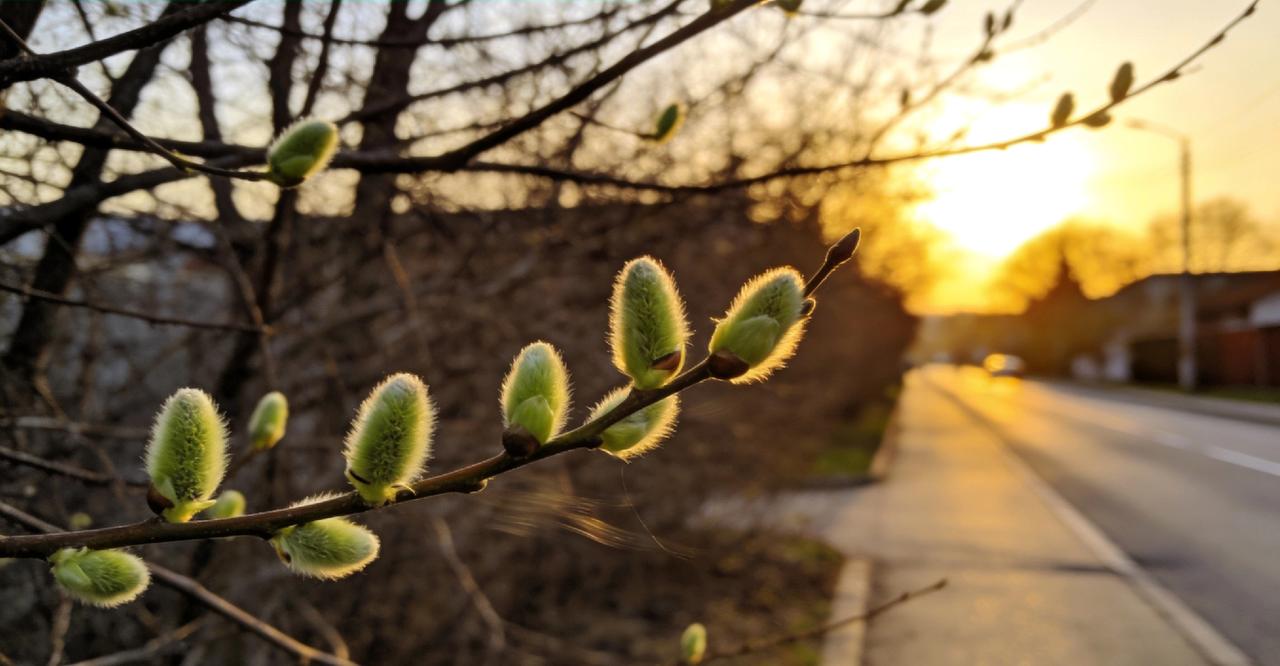 下班路上，无意间一抬头，路两旁的枯枝都顶出了毛茸茸的嫩芽。不是那种张扬的绿，是小
