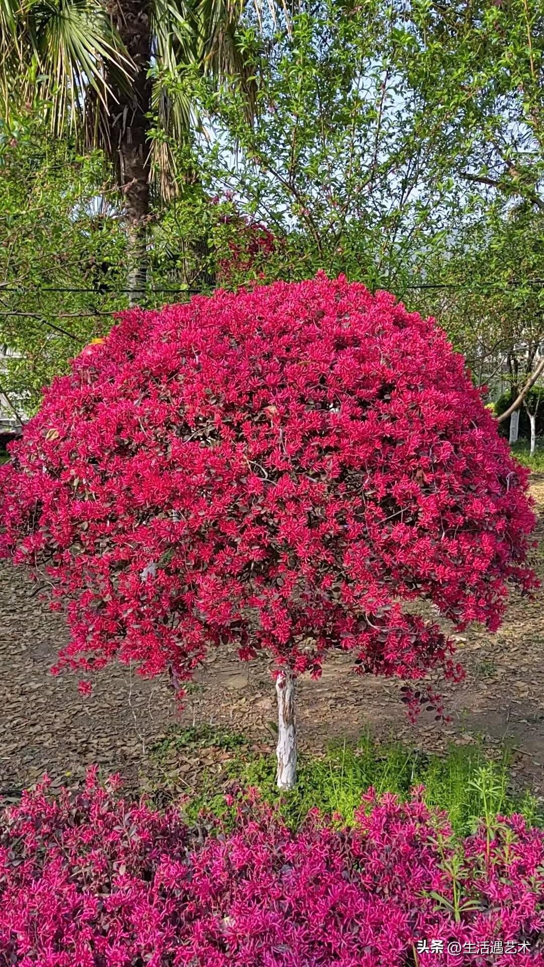 一年一度的3•12植树节又到了。过去几十年本人大概参加了几十次植树。
曾经多次问