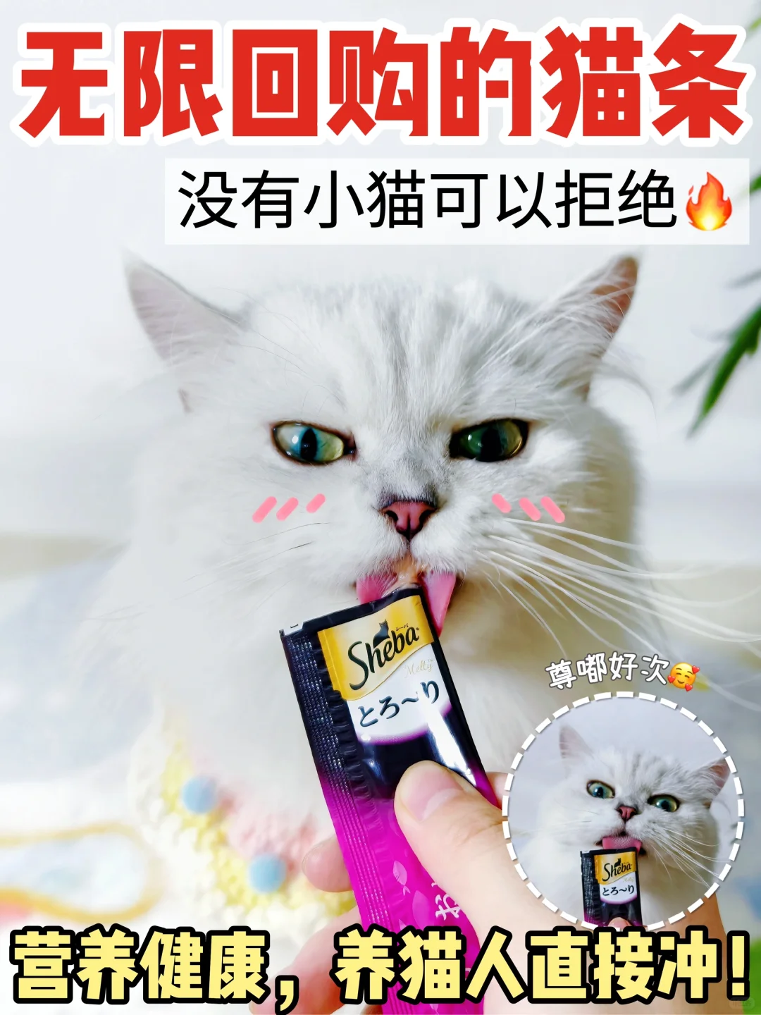 无限回购的猫条🔥没有小猫可以拒绝🫶