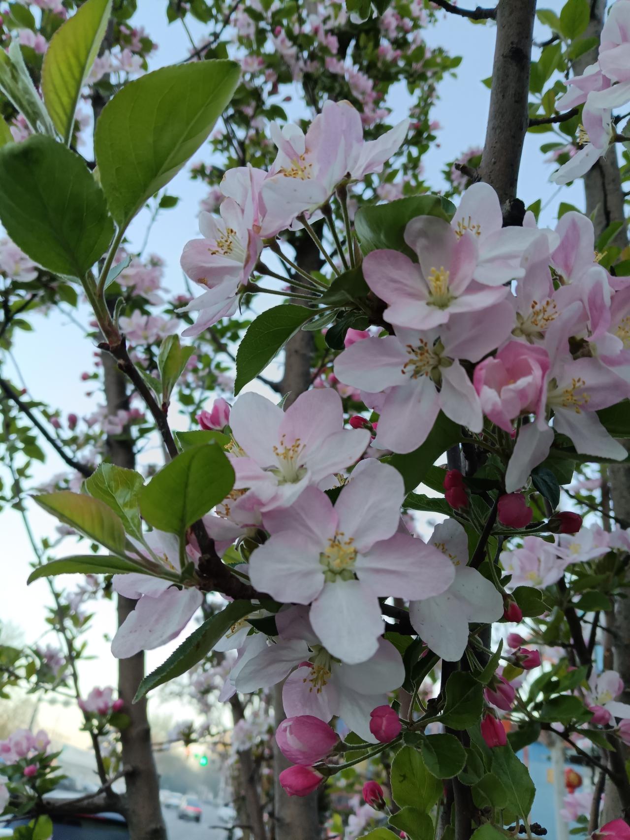 太华路上的花🌺太花了。今天早上晨练，走在通往南王庄的太华路上，道路边的花朵吸引