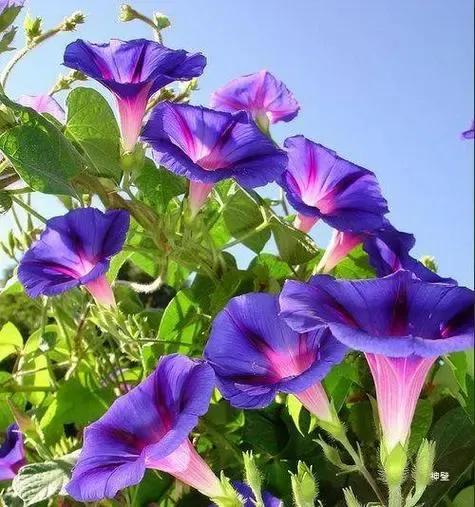 ——牵牛花
早晨黎明我就开放了，
露水晕开我腮上的胭脂色，
我兴奋地期待朝霞。