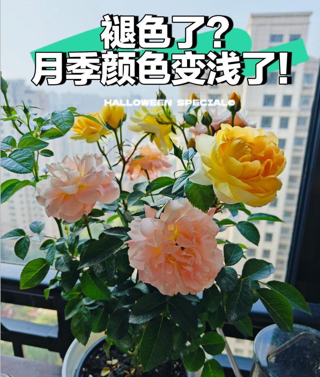 莫奈的画开在了月季上这种月季热了会脱妆高温下花瓣细胞膨胀度降低，细胞间隙增大，光
