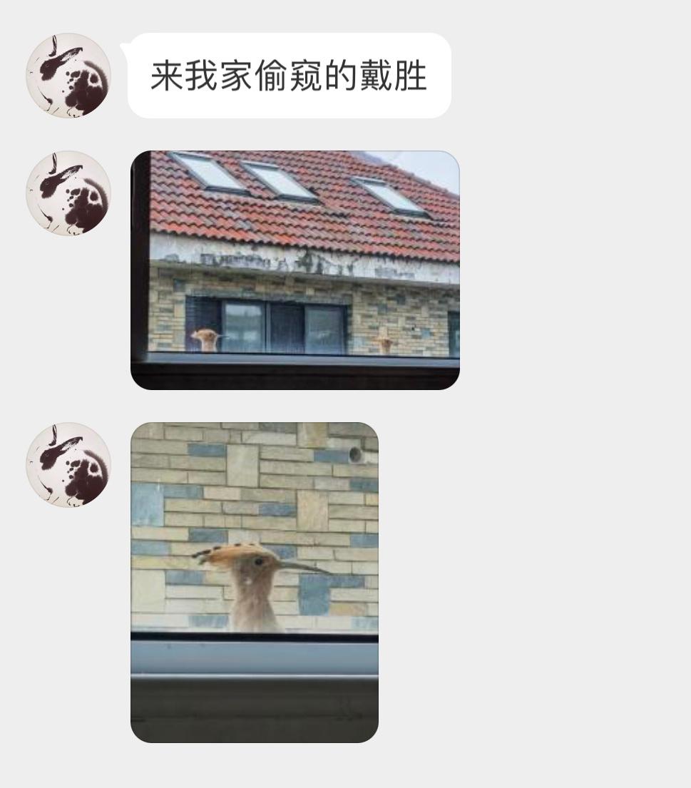#鸟粉投稿# 笑死窗外两只好奇的戴胜姿势都一模一样 ​​​
