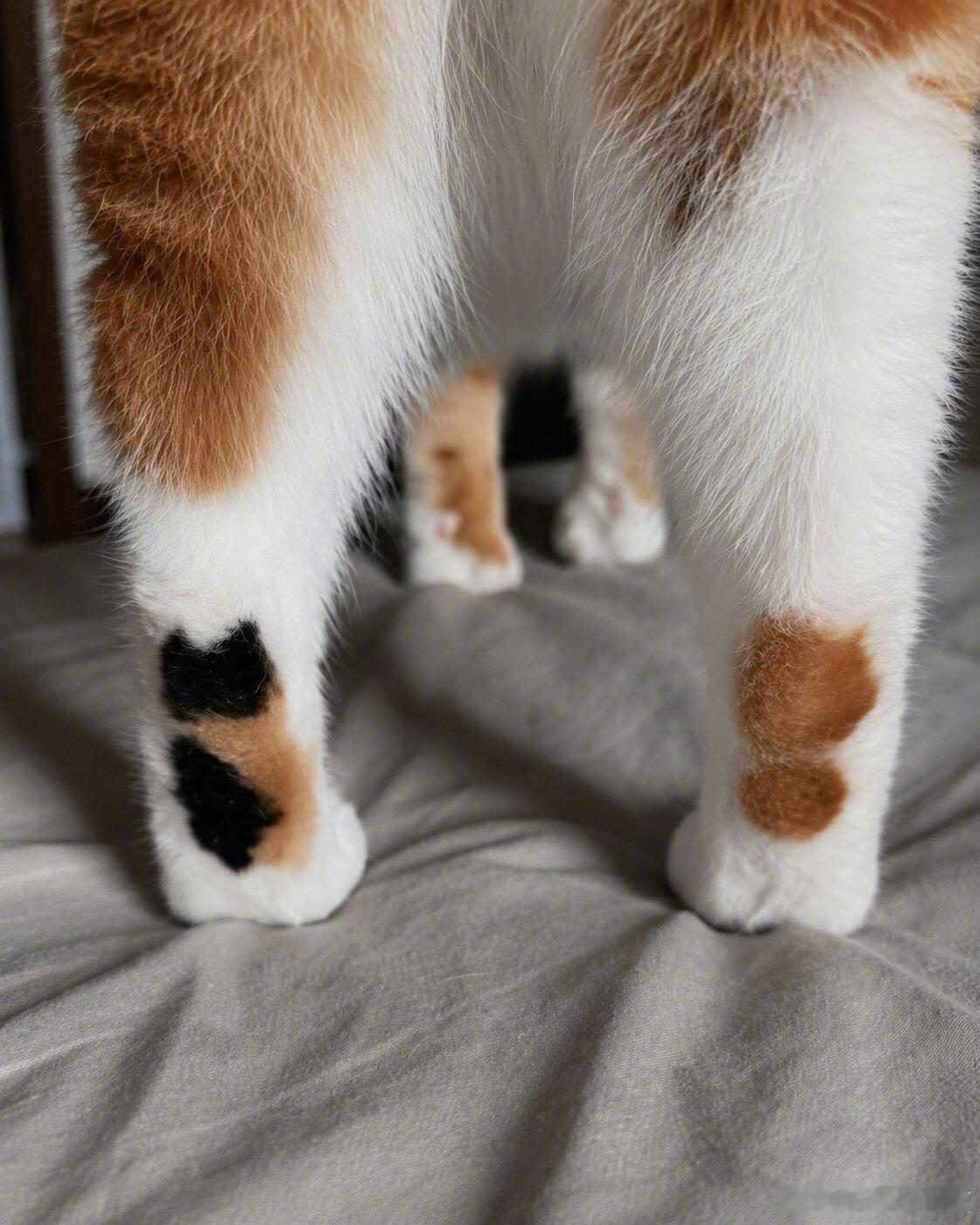 小猫的脚上有另一只小猫🐈这也太萌[爱你][爱你] ​​​