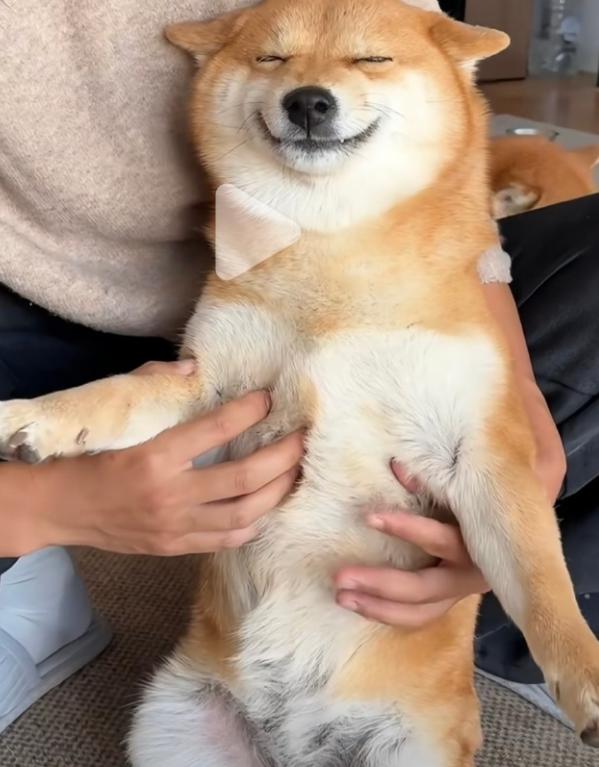 又有网红狗身亡了。
2025年12月16日，拥有53万粉丝的网红柴犬“佩奇”在山