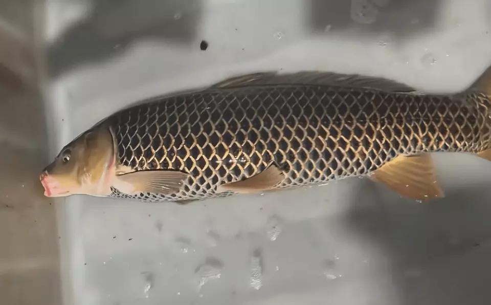 山东有个男子捕获了一条龙纹鲤鱼，这可太稀奇了！龙纹鲤鱼那独特的纹路就像龙鳞一样，