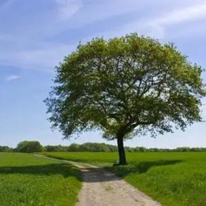 柳暗花明总是春