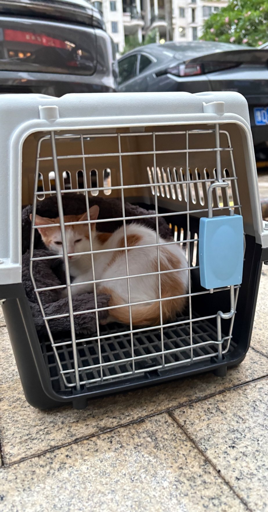 无关猫的好看与否健康与否和品种也没有什么关系，小猫的命运好不好，主要还是看养的人