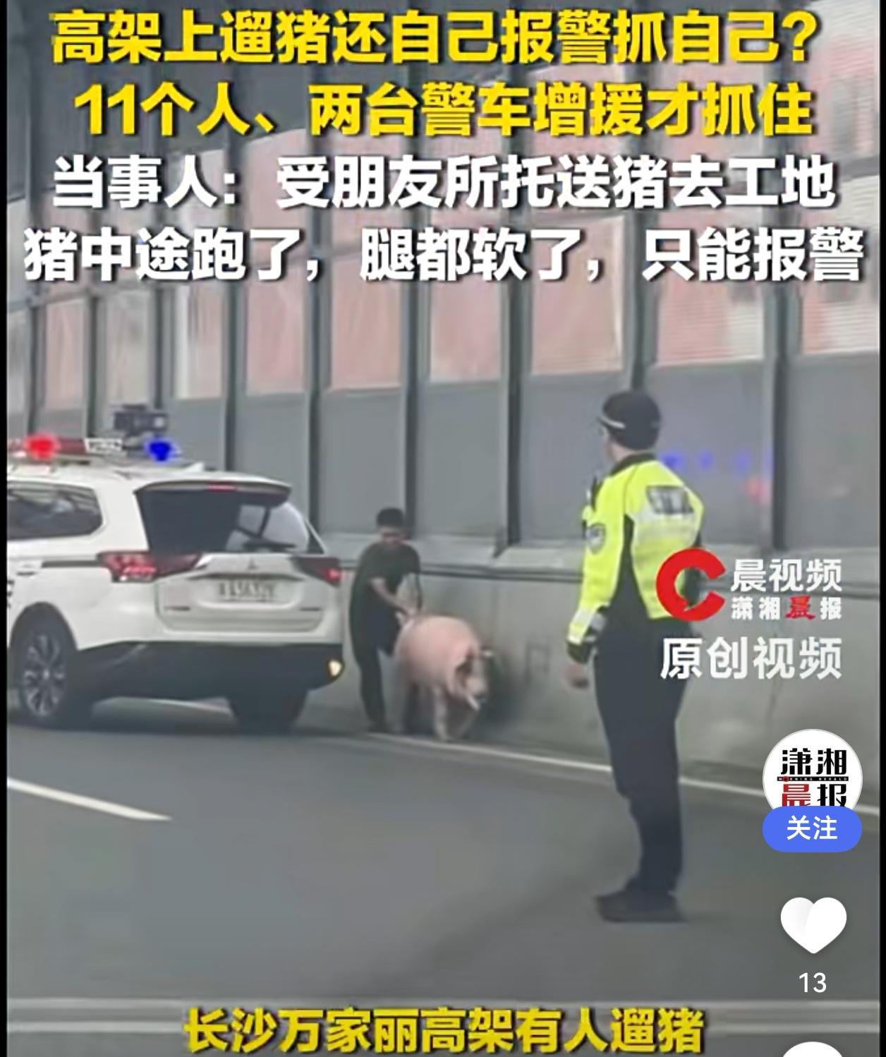 震惊！长沙高架上惊现“遛猪”名场面，300斤二师兄顶开车门就开溜！当事人：我腿都