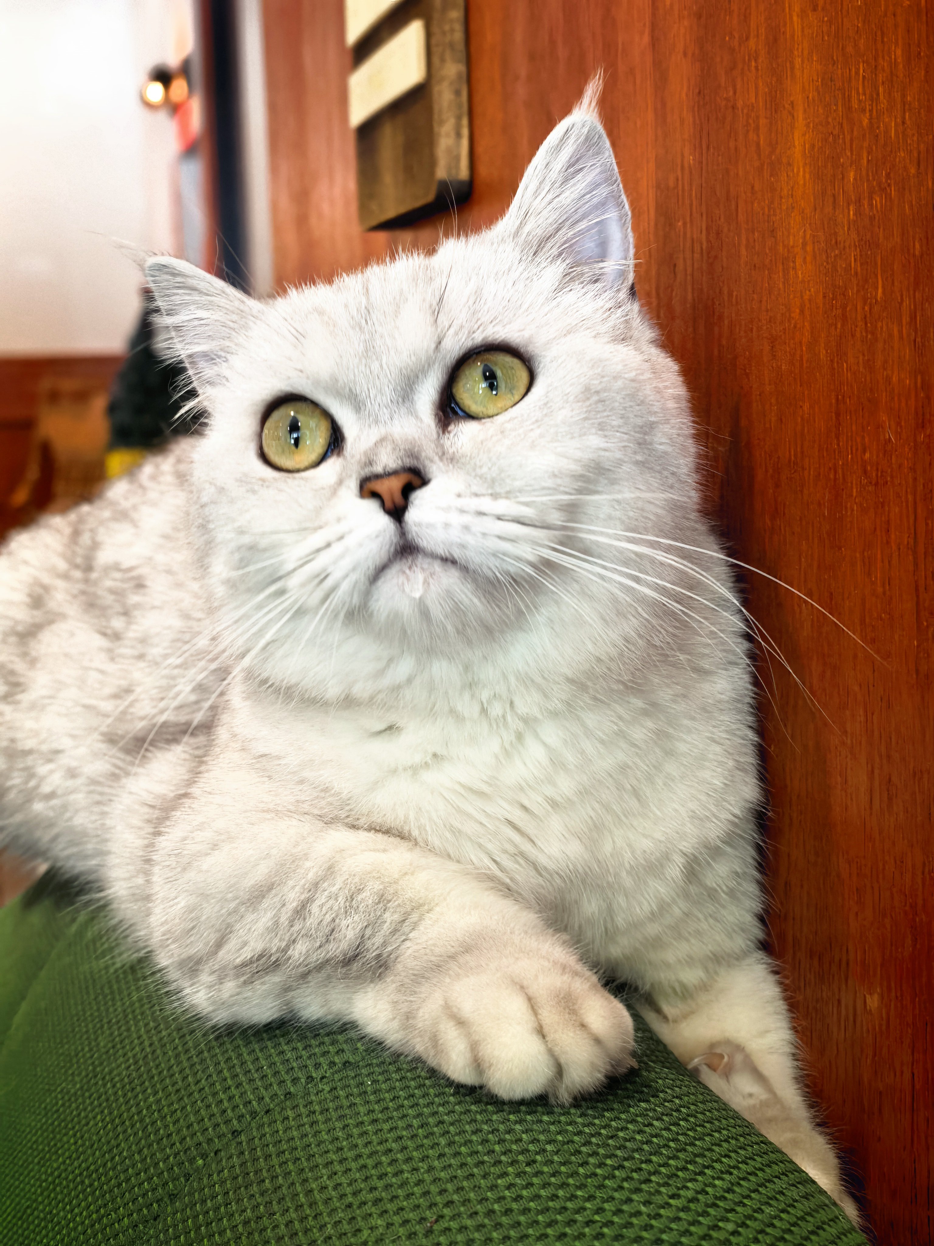 专家说小猫上床是不脏的我们还喝一杯咖啡呢，怎么了 …… 