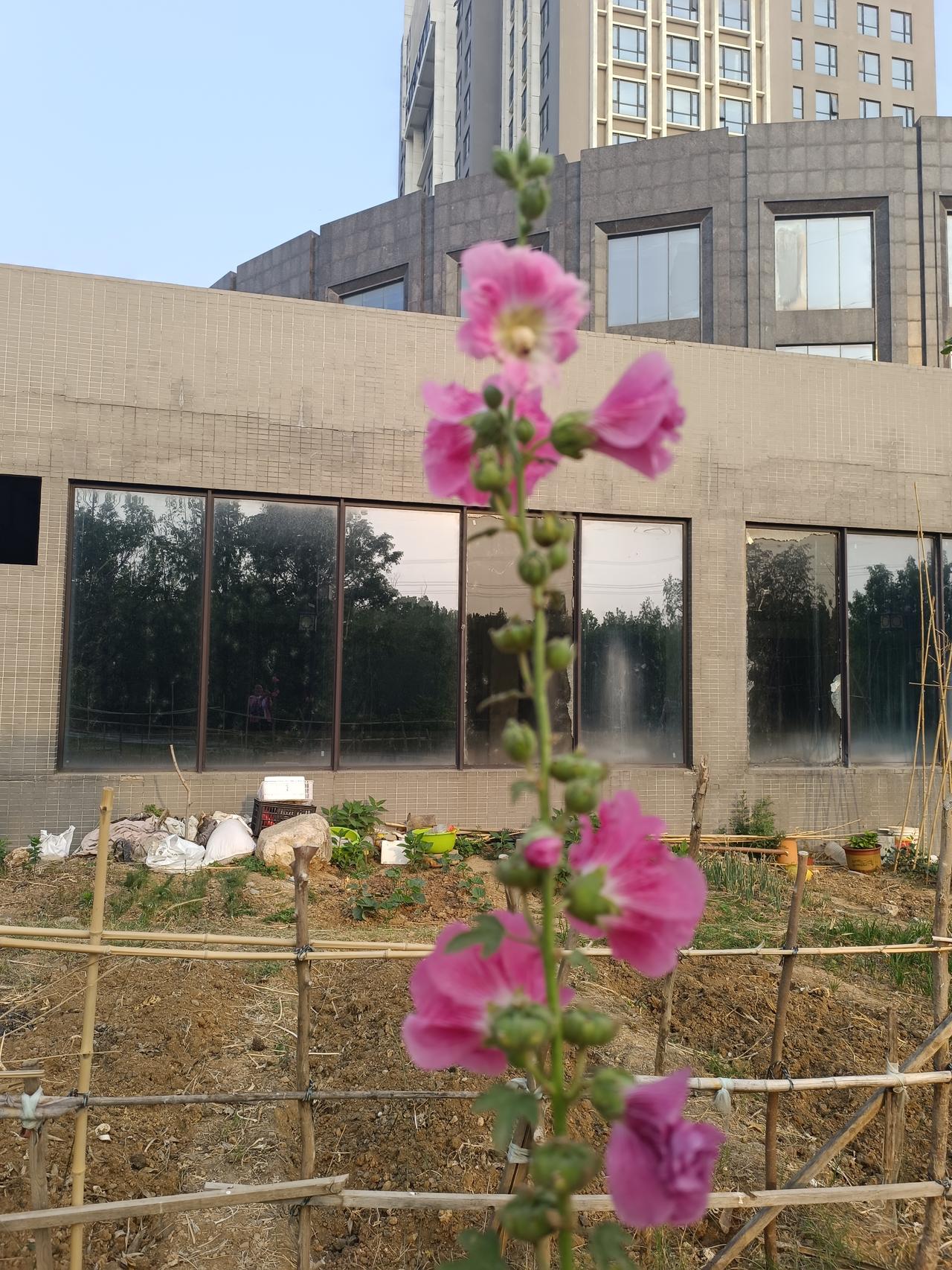 大伯去世了，小儿子终于解脱了

大伯今年95岁，上个月去世了，大伯一生养育了7个