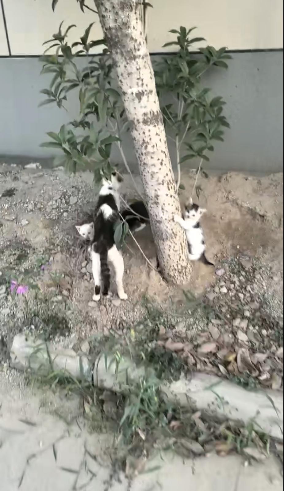 我的博士女儿怀孕了，刚刚有两个多月。我不忍心把这个不好的消息告诉她，但自己还是着