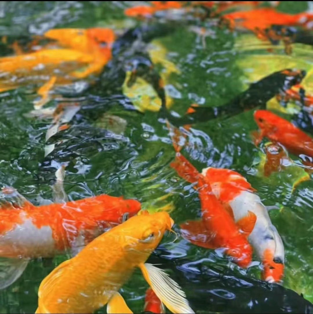 一组不明显头像合集是如此可爱有趣的灵魂 