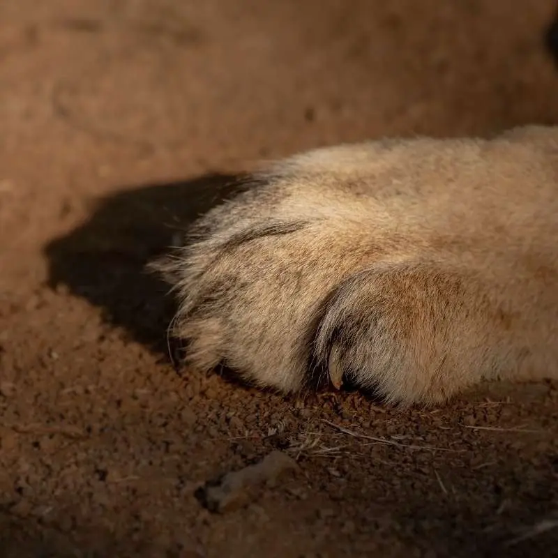亚洲狮软乎乎的爪子。