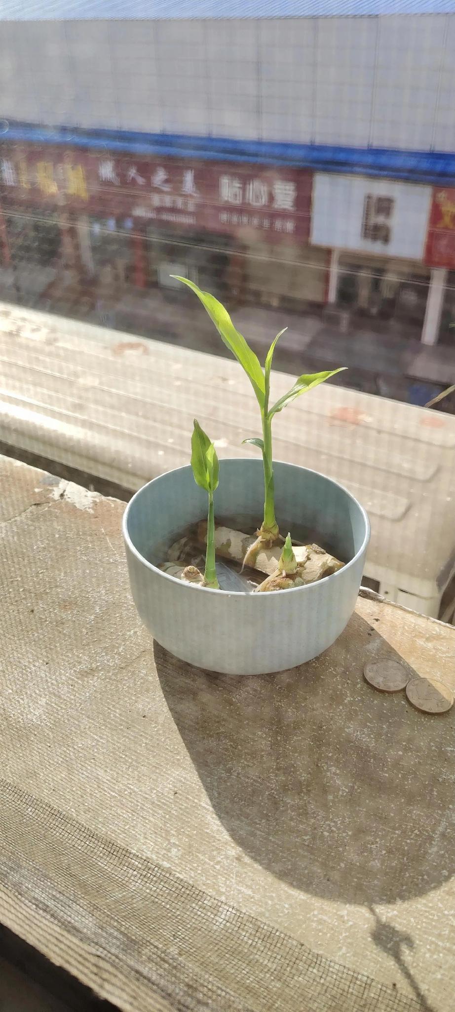 一不小心，我差点亲手杀死了自己培育的禄根。也许教我的师傅是小气人，叫我把发芽的生