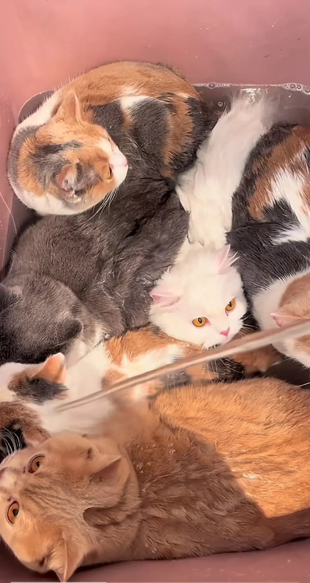 这几只猫咪真的是太乖了，它们洗澡都不跑，是不是一只不跑它们就都不敢跑了！